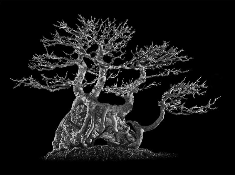 Acer Trifidum