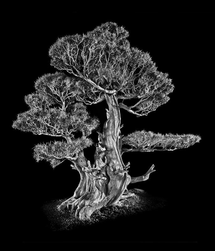Juniperus Rigida